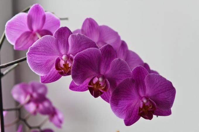 Aiemmissa julkaisuissa Laitoin paljon kuvia minun Phalaenopsis. Uusia kuvia siellä, mutta tämä: kirkkaan violetti orkidea päätti käsitellä minun rehevän kukinnan