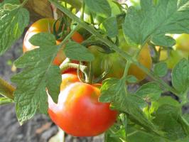 Tomaatti passion-2. Mitä pitäisi tomaatit elokuussa