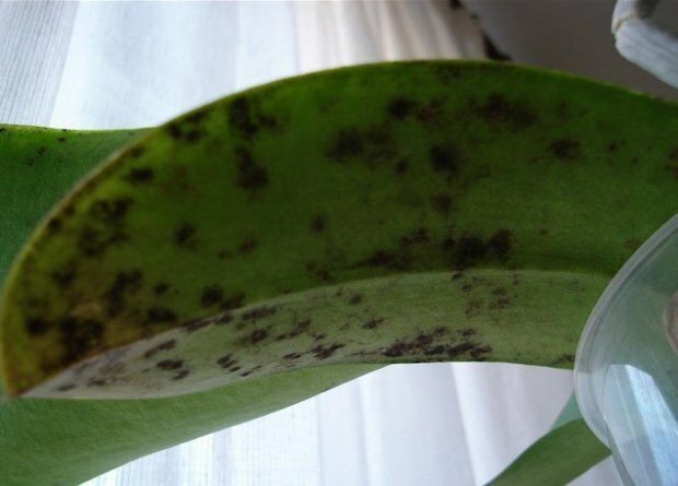 Nokinen sientä orkidea ( https://agronomu.com/)