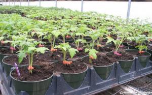 Käsittele tomaatin taimia: vetyperoksidi