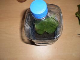 Moninkertaistuvat chigirsky teetä (saxifrage). Mitä hyötyä kasvien, sen ominaisuuksia