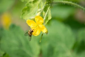 Celandine ja sen käyttöä puutarhassa