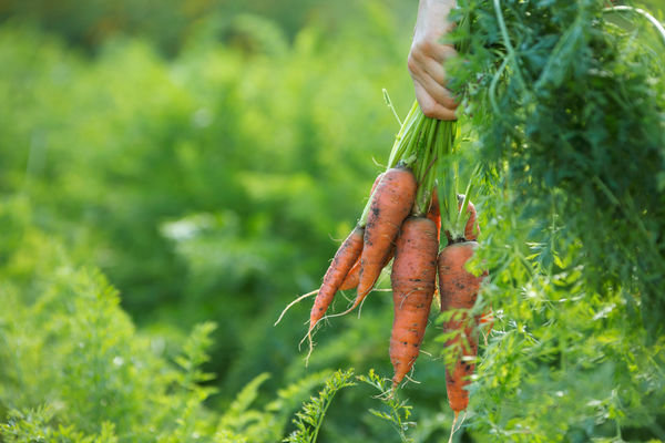 Erinomainen sato porkkanoita! (Userapi.com)