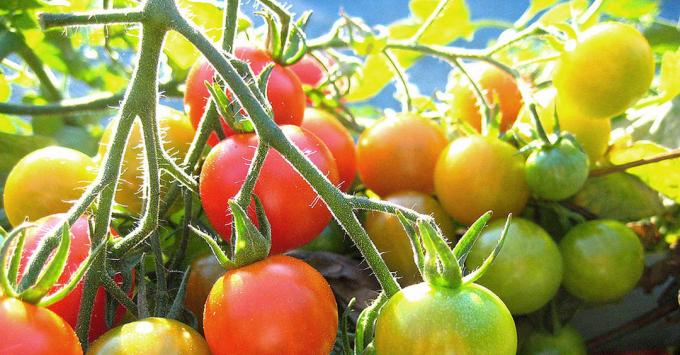 Kypsymisen tomaatit: valokuvan lataaminen Internetistä