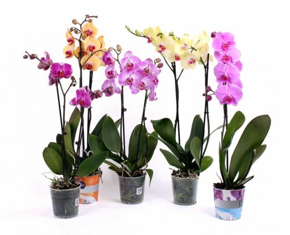 Phalaenopsis oston jälkeen - kaunis näky. Vaikka ...