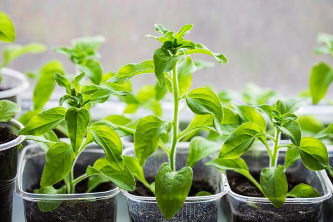 Voit käyttää käteviä työkaluja kasvaville taimet