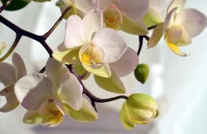 Jos lehdet ovat keltainen orkidea, mitä tehdä?