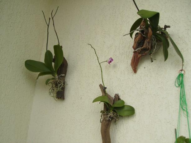 Orkideat lohkossa - menetelmä kasvaa Phalaenopsis, niin lähellä kuin mahdollista luonnollisissa olosuhteissa. Kyllä, se näyttää oudolta, mutta se miten sisäilman kukinnan kasvaa tropiikissa!