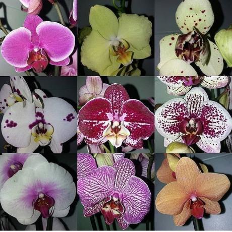 Erilaisia ​​Phalaenopsis