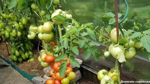 Virheet, jotka johtavat pieneen sato tomaatteja