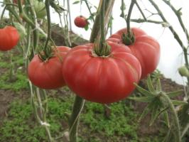 Kuuluisa Minusinsk tomaatti. Lajikkeet, jotka ovat aika testata