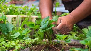 Jalostus ja lannoitus mansikoita elokuussa: pensaat ja viljelykasvien terveys on meidän käsissämme