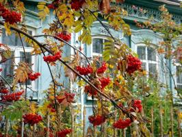 Oi, äiti Venäjä: 6 kasveja puutarhassa kansalliset värit