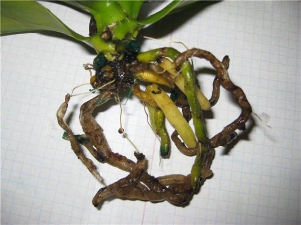 Mätä juuret Phalaenopsis