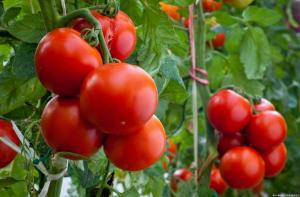 Neljä virheitä, kun kasvanut tomaatteja, jotka johtavat pienen saannon
