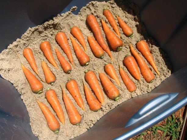 Valokuva esimerkki varastoinnin porkkana (kuva artikkelissa otetaan vapaa pääsy Yandeks.Kartinki)