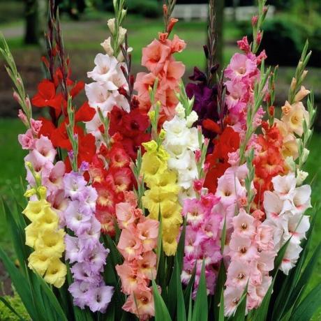Erilaisia ​​värejä gladiolus