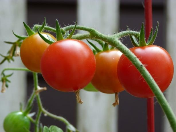 nuori tomatiki