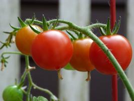 Miksi kokenut viljelijät ruokitaan tomaatit jodia?