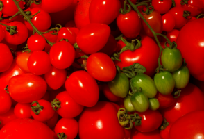 5 varjoa sietävät lajikkeiden tomaatteja