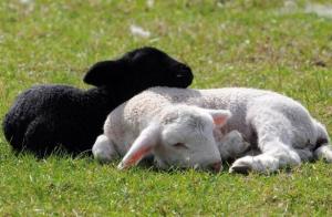 Lihan ja villa: miten paritella lampaita tilallaan
