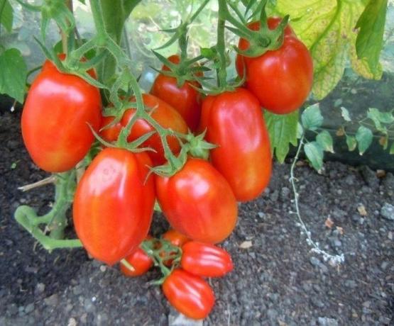 Hedelmät tomaatit