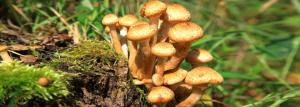 Miten kasvien sieniä sivuston