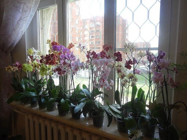 Chorus kukinnan Phalaenopsis