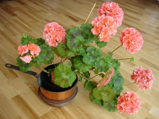 Tämä geranium on pitkään karsintaa! (Koffkindom.ru)