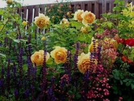 Mitä kasveja näyttää hyvältä ruusuja (yksivuotiset ja pensaat). 11 esimerkkejä