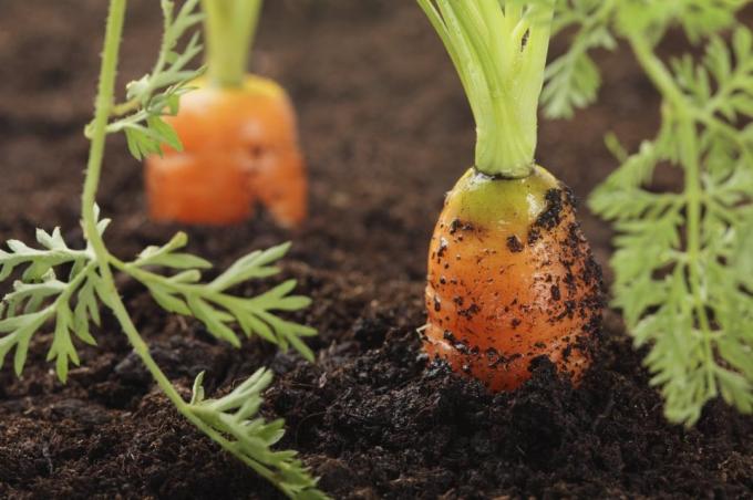Väärä kastelua porkkana johtaa sen kaarevuuden | Puutarha ja Puutarhanhoito