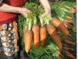 ⚡ elokuu - aika rehun porkkanat hyvän sadon. 3 paras resepti