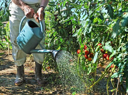 Tomaatit kuten lämpö ja kosteus (teplicnik.ru)