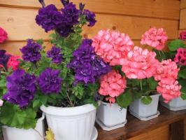 Secrets viljely huone geranium siemenet