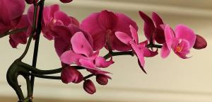 Miten kokki valkosipulia seokseen orkideat