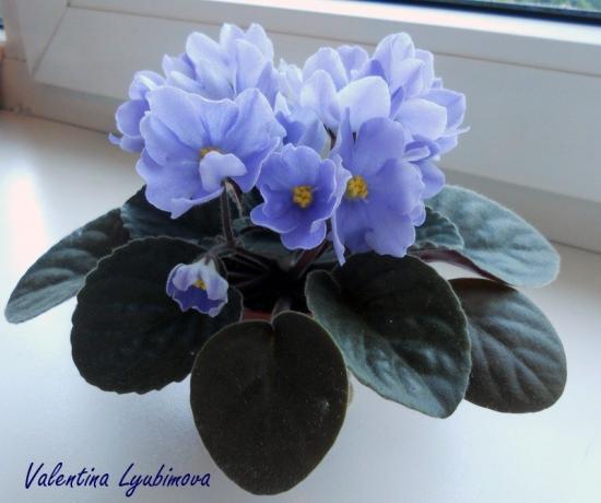 Sininen violetti (kuva Valentina Lubimova foorumin)