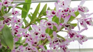 Yleiset säännöt huolta Dendrobium orkideat