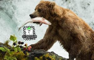 Mikä karhu voi opettaa puutarhurit