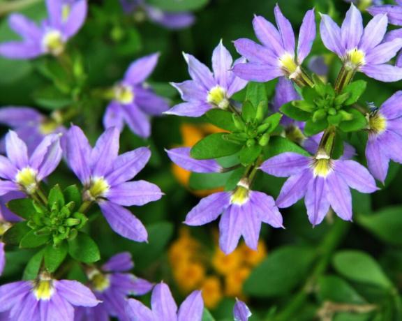 Kukka form Scaevola miellyttävää hyvin tunnistettavissa. Katso tarkemmin: terälehtien on järjestetty kuin tuuletin vain yhdellä kädellä! Kuva: violet-bryansk.ru