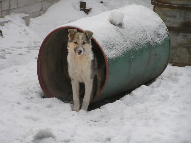 Koira suojaa naapureita barrelilta säiliö kuin tarkkailulle. Kuva: "Secrets of puutarhaan ja puutarha"