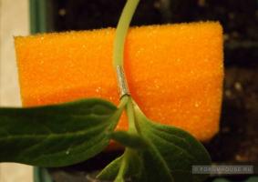 Miksi vesimeloni lagenariya: rokotus vihannessatokasvit