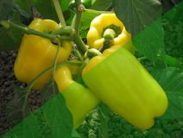 10 salaisuudet viljelyn pippuria puutarhassa