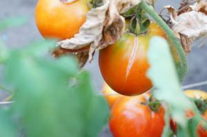 Seimi viljelijä miksi tomaatit haljeta ja mitä tehdä