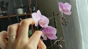 Kuten pölyttää Phalaenopsis kotona. ammattihenkilöltä