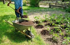Orgaaninen lannoite puutarhassa: 5 paras ilman kemiaa
