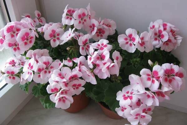 Pelargonium 'Flower Fairy Valkoinen Splash'