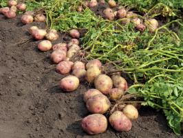 Taistelussa ison ja maukkaan perunat: hoidon ja ruokinnan jälkimmäisen elokuussa