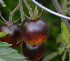 Harvinainen tomaatit. 6 parhaat arvosanat