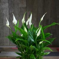 Miniature Spathiphyllum Strauss: n sääntöjen hoidon