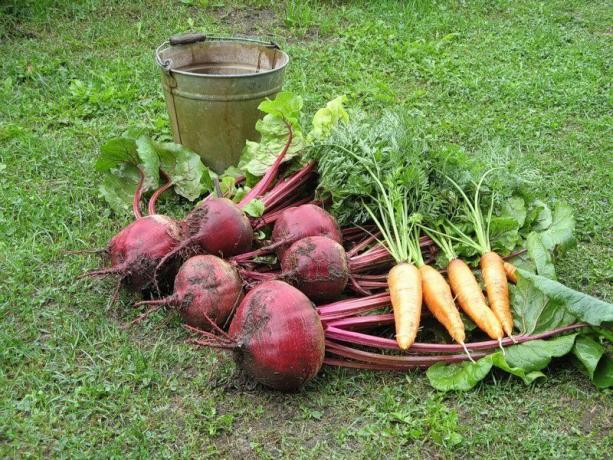 Harvest porkkanoita ja punajuuria